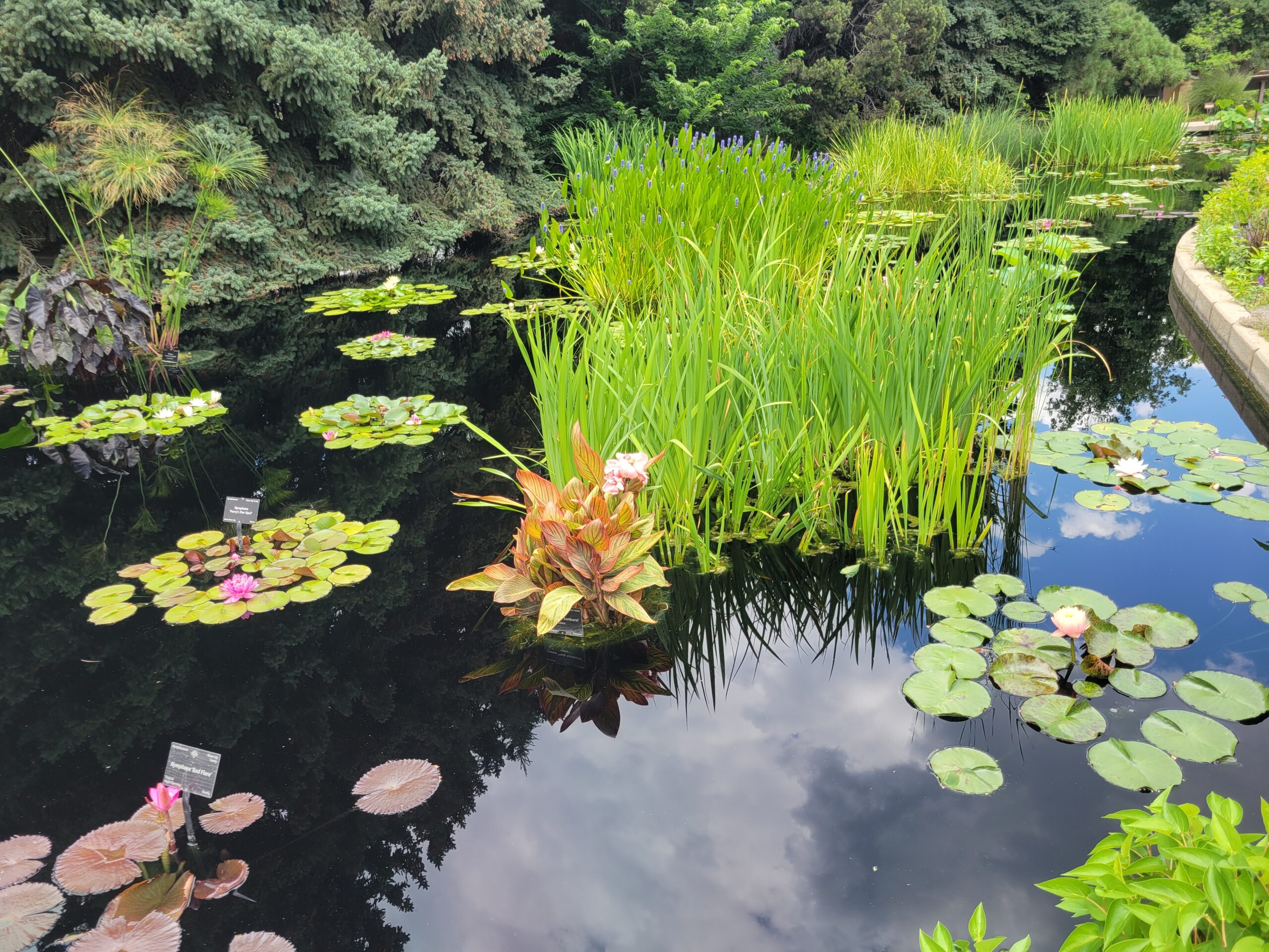 20220718_125419 See the water lilies while enjoying lunch at Hive Bistro. | Photo by Linnea Covington