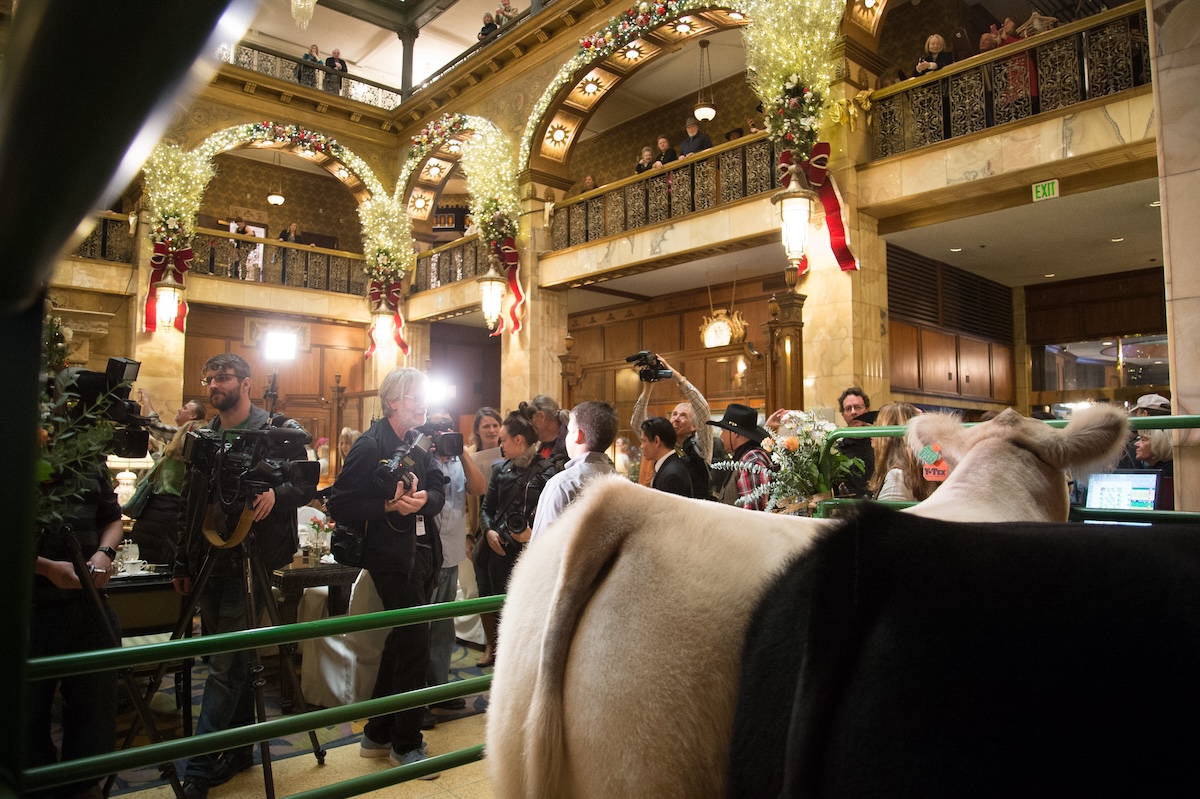 stock_show_parade_brown_palace See the prize steer at the Brown Palace. | Photo by the National Western Stock Show