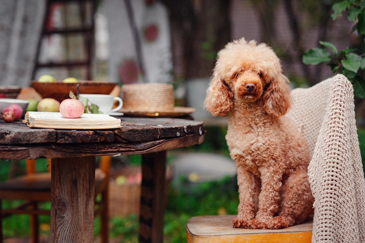 dog outside on patio by stock