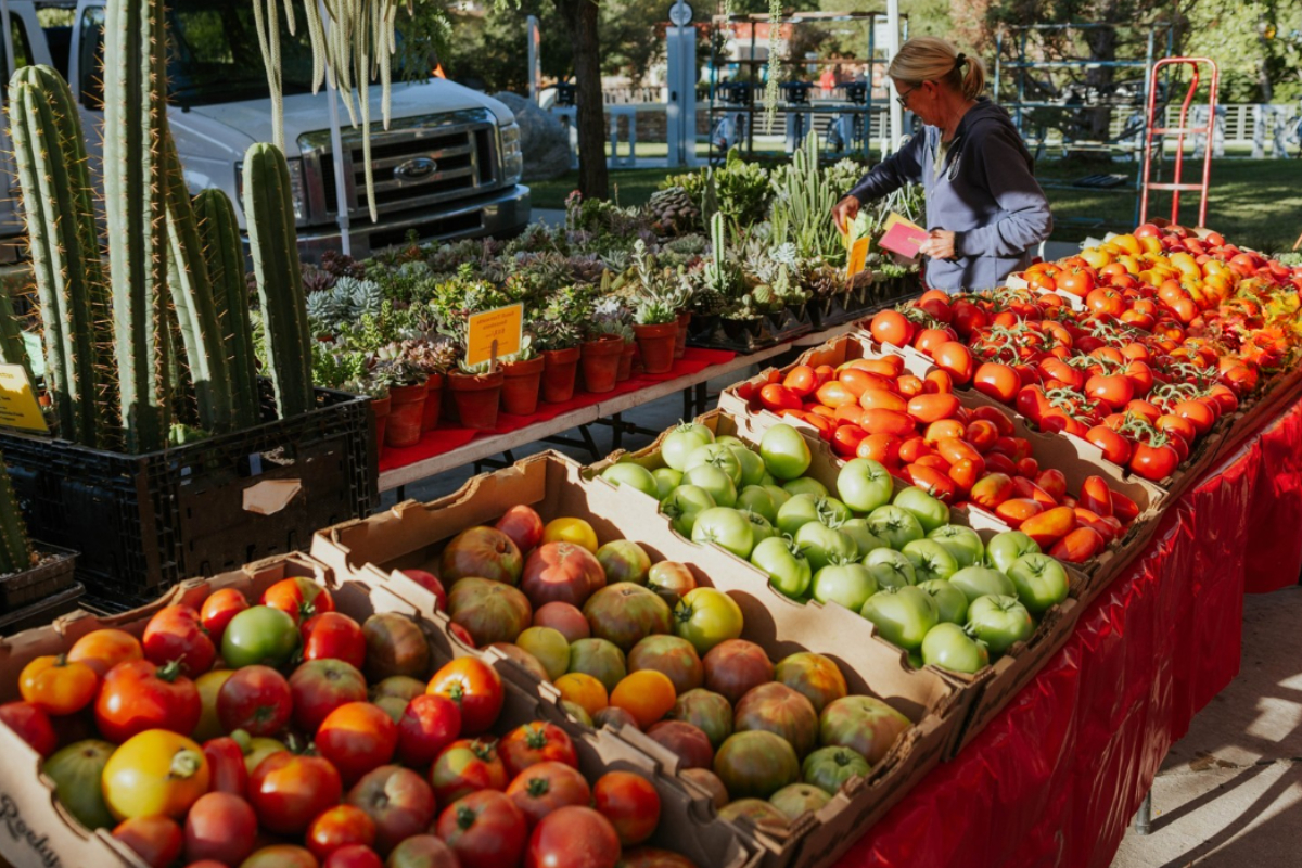boulder farmers market Boulder Farmers Market vendor table with rows of heirloom, red, and green tomatoes beside potted succulents and cacti in bright morning sunlight.