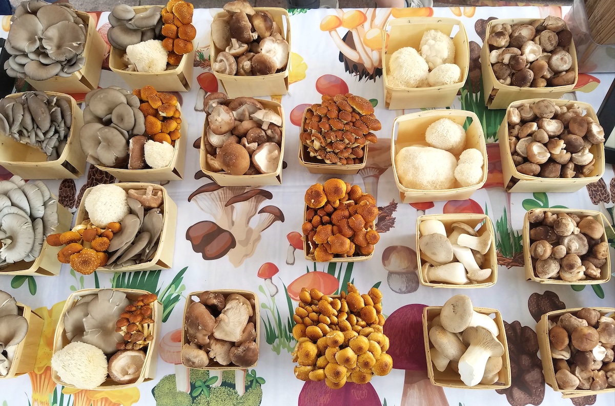 mile_high_fungi_by_linnea_covington You can find Mile High Fungi at the Highlands Farmers' Market. | Photo by Linnea Covington
