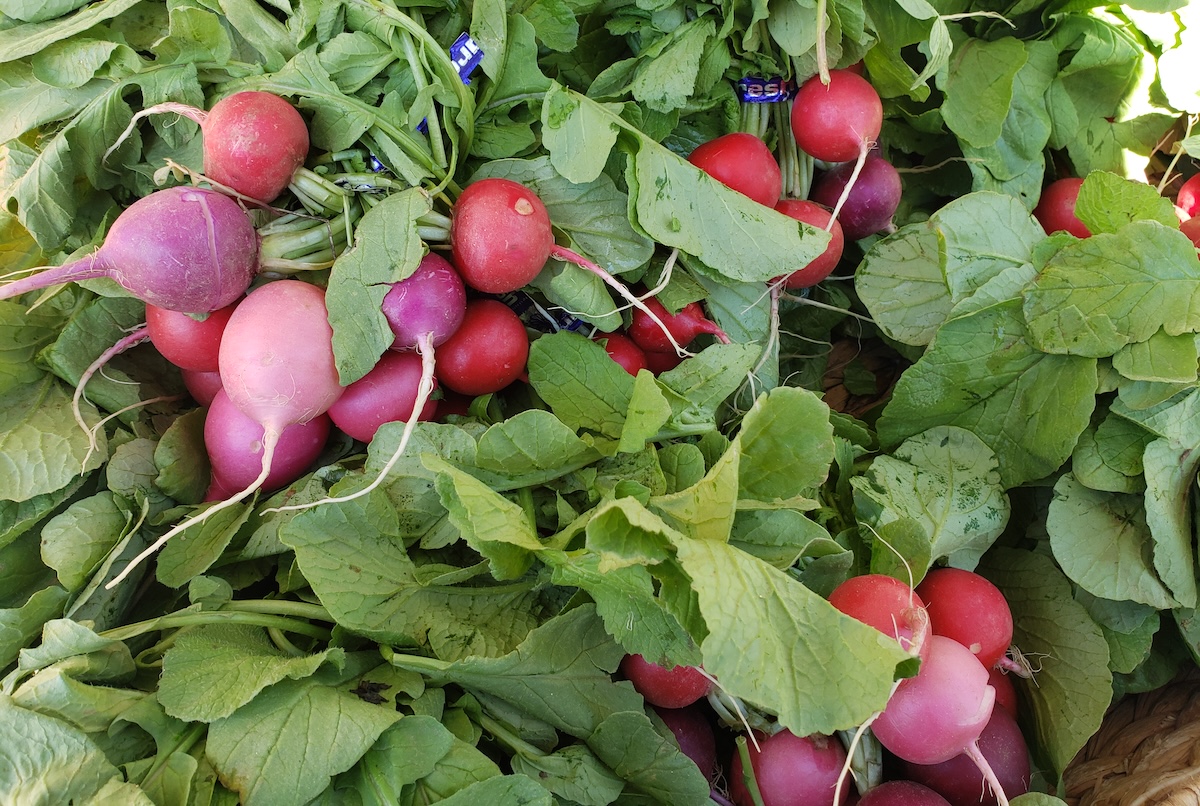 radishes_farmers_market_by_covington Fresh radishes galore. | Photo by Linnea Covington