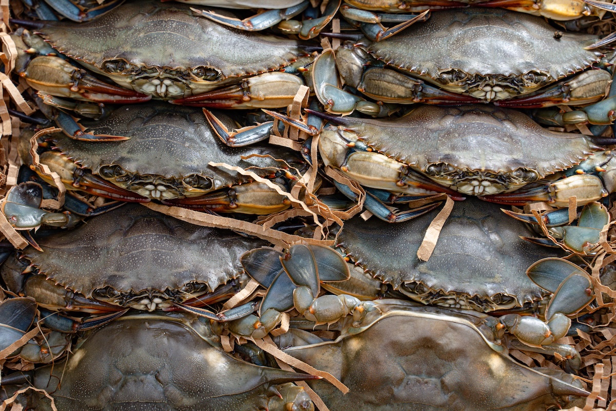 Soft Shell Crab_Courtesy of Kings Seafood Company Maryland soft shell crabs are in season. | Photo by Kings Seafood Company