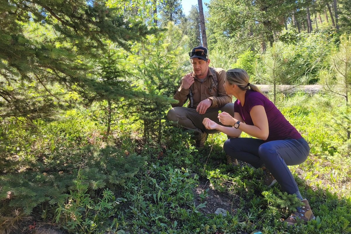chef_chris_royster_flagstaff_house_forging_by_covingont Chef Chris Royster showing Tara Runko how to look for spruce tips. | Photo by Linnea Covington