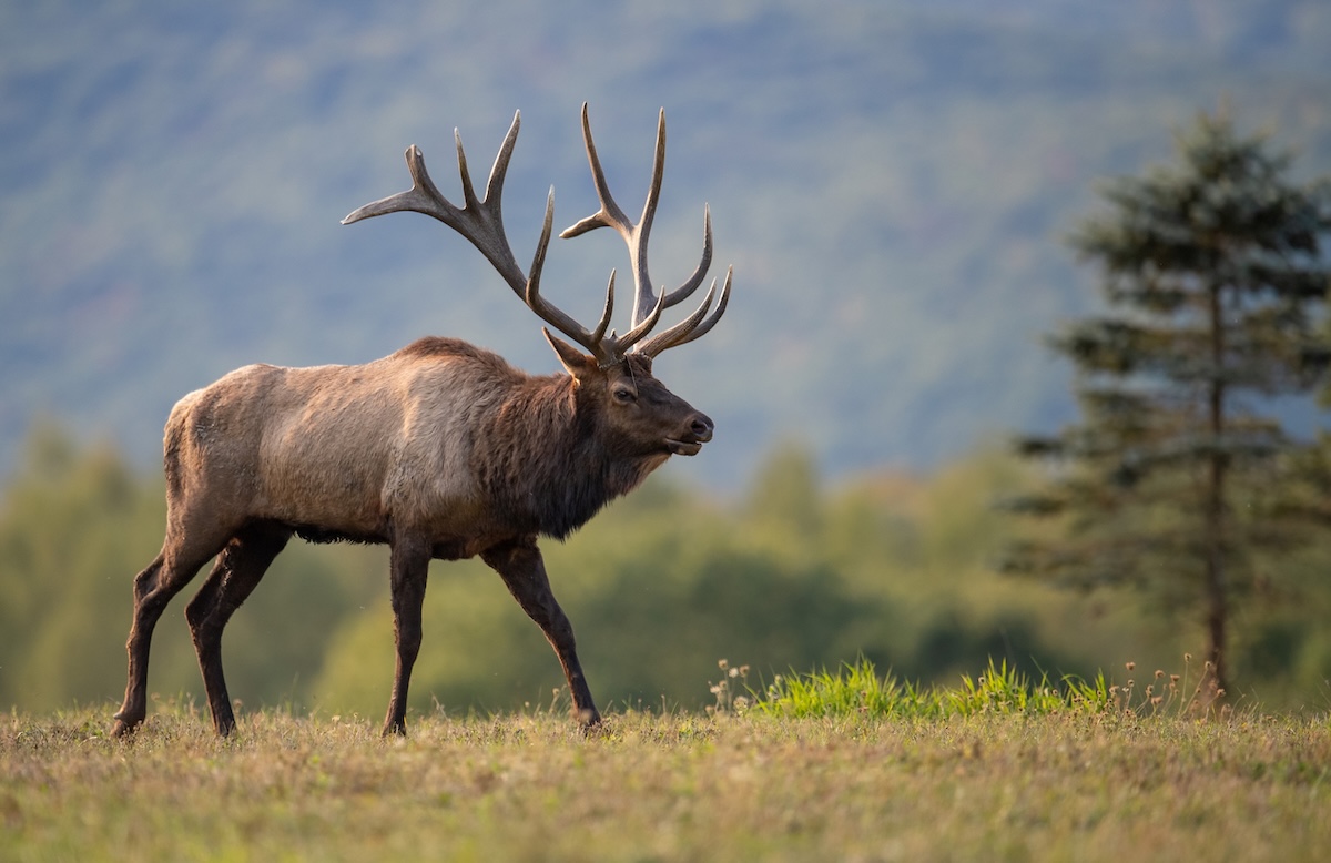 elk in woods
stock image
