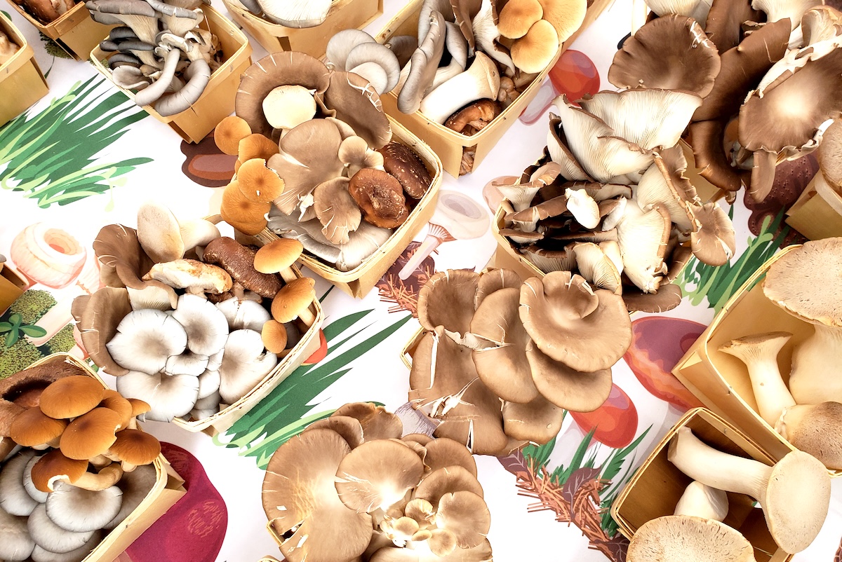 Mile Hight Fungi table spread. | Photo by Linnea Covington