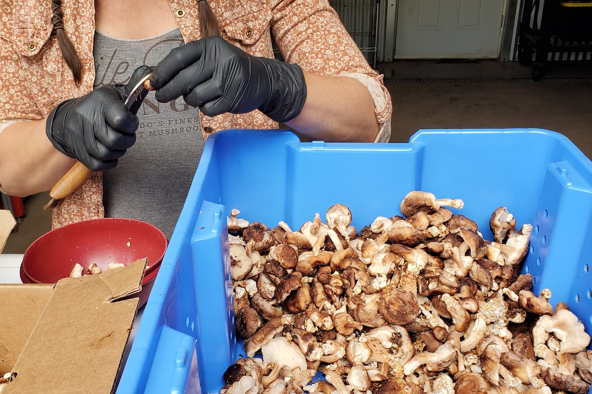 Owner Liz Nail processes shiitake mushrooms at Mile High Fungi. | Photo by Linnea Covington