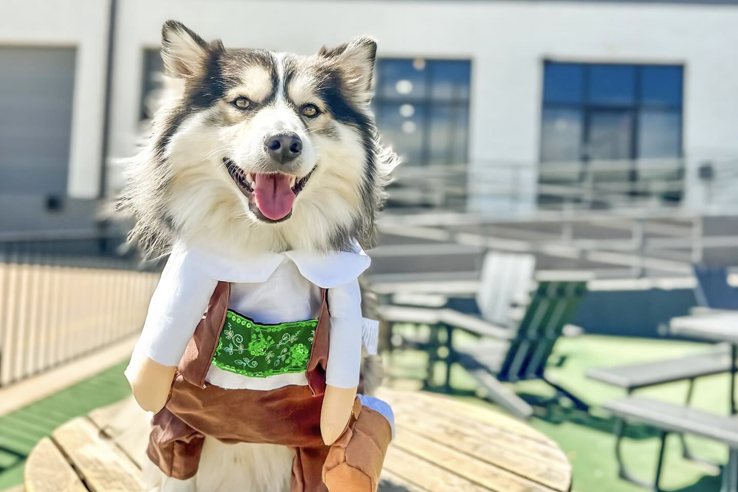 River_North_Brewery_Dogtoberfest Bring your four-legged friend to this festive event | Photo by River North Brewery