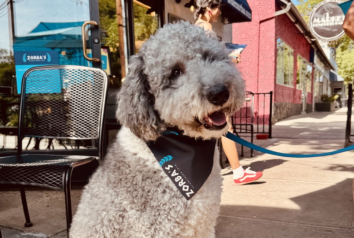 Meet Jerry, he loves his Chef Zorba bandana and all the treats. | Photo courtesy of Hard Knoch PR