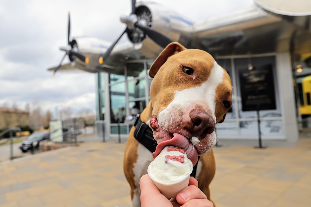 Get down with a pup cup at all Little Man Ice Cream Co. locations. | Photo courtesy of Little Many Ice Cream Co.