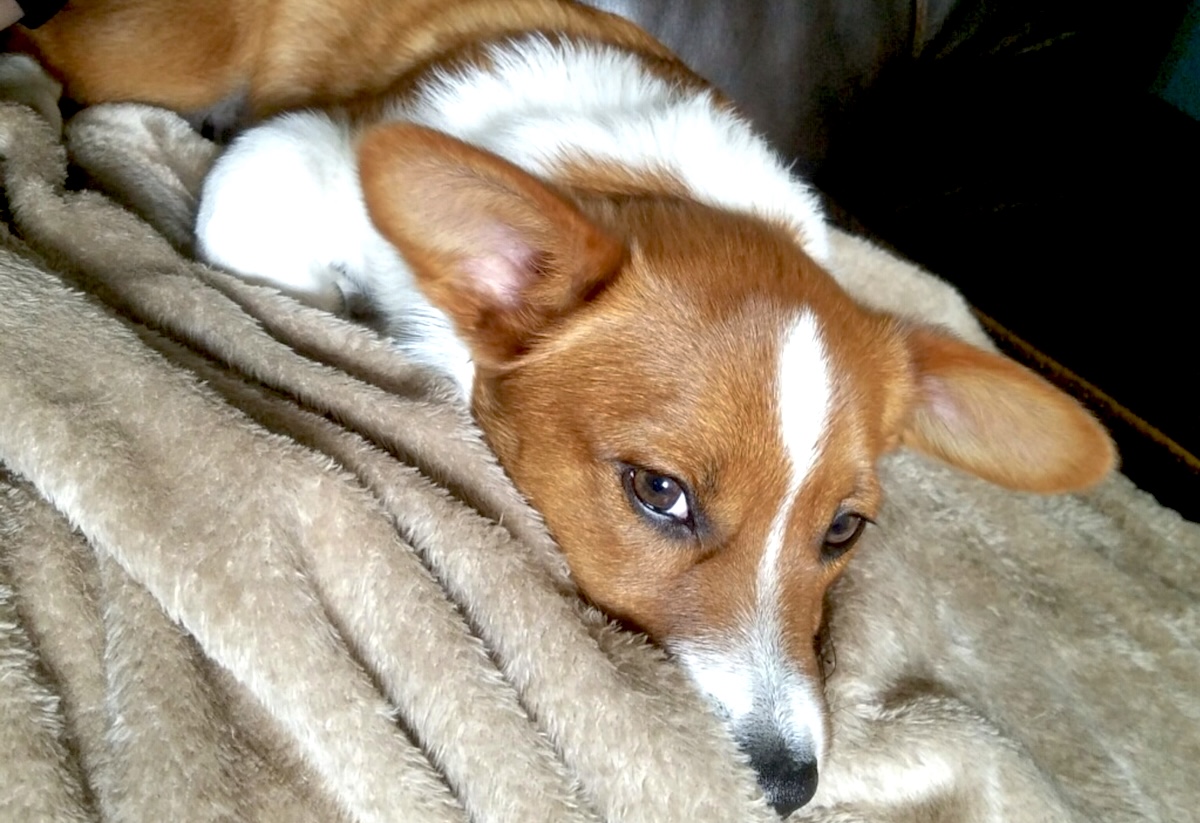Winston the corgi. | Photo by Wild Corgi Pub