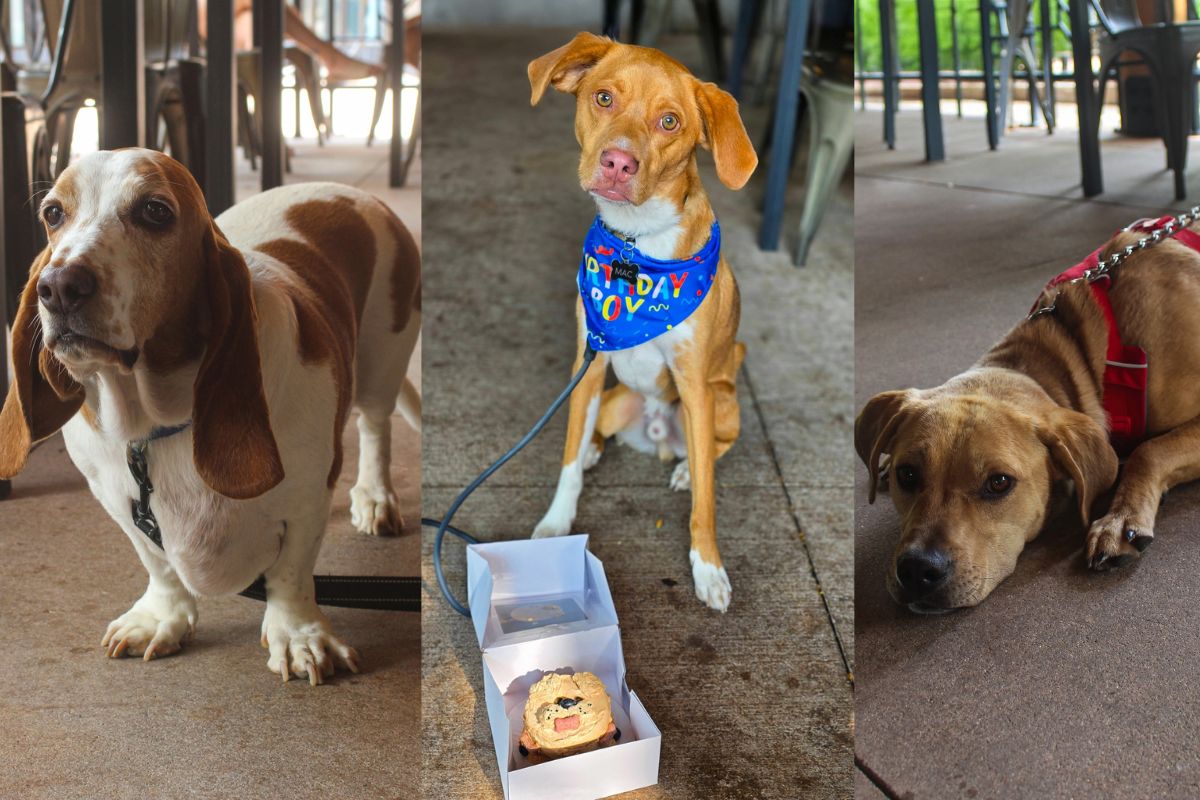 Some of the dog diners at Windfall Brewing. | Photos courtesy of Windfall Brewing Co.