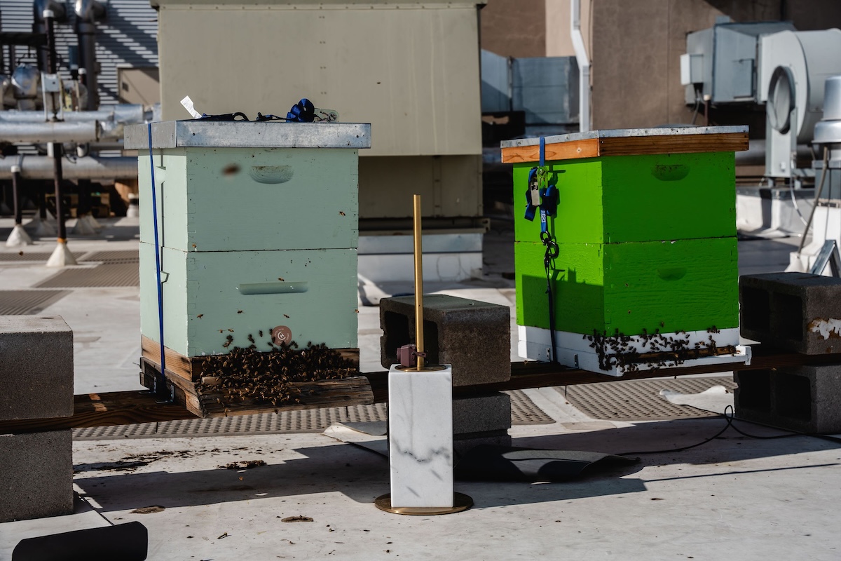 toro_bee_hives Bee hives on the roof of the Hotel Clio. | Photo by Toro